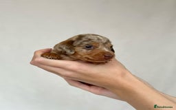 Miniature Dachshund dogs for sale: Miniature Dachshunds Puppies PRA Clear, KC Reg - Image 13