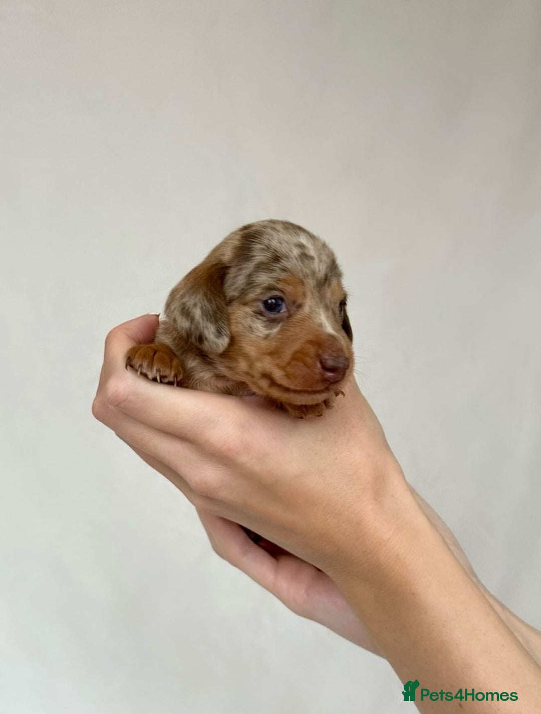 Miniature Dachshund dogs for sale: Miniature Dachshunds Puppies PRA Clear, KC Reg - Image 13