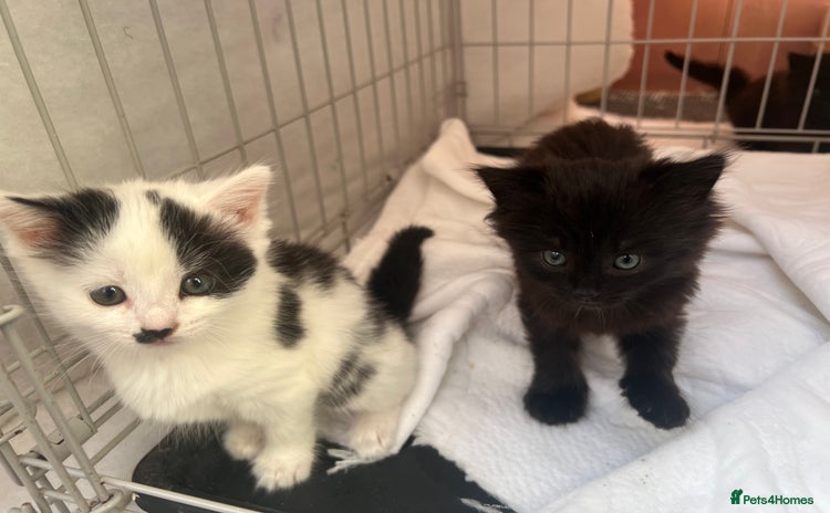 Mixed Breed cats - Advert 1