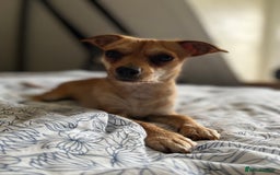 Mixed Breed dogs for sale: Looking for a forever home  - Image 9