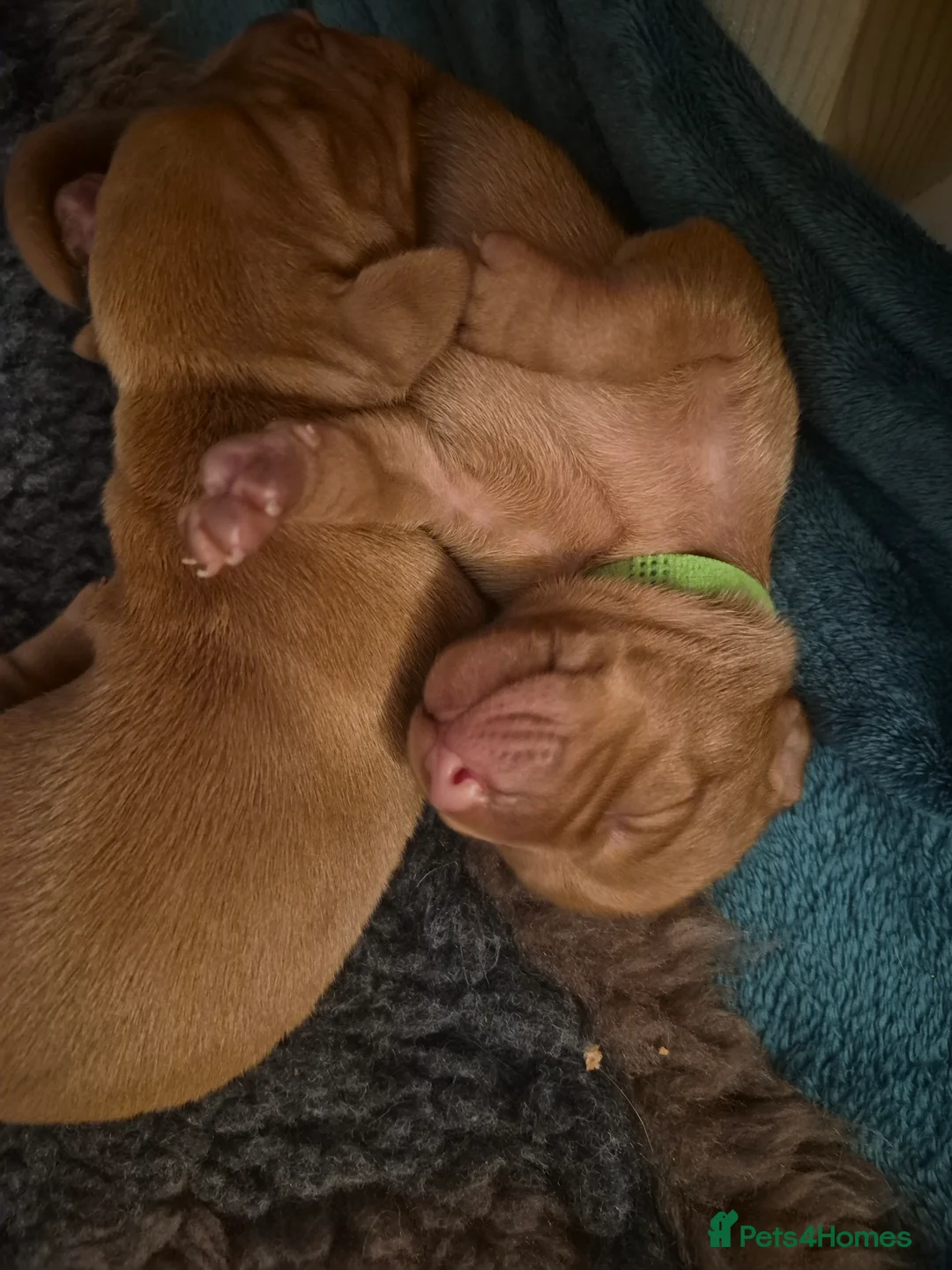 Hungarian Vizsla dogs for sale: Pedigree Vizsla Puppies in Doncaster - Advert 20
