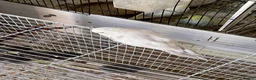 Budgerigars birds for sale: Tame baby budgies straight from nest in Leicester - Advert 14