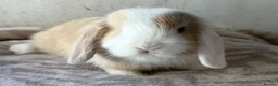 Mini Lop rabbits for sale: Purebred mini lops bucks ready now  - Advert 4