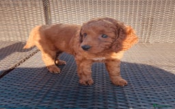 Mixed Breed dogs for sale: Out standing Labradoodle from a loving home  - Image 4