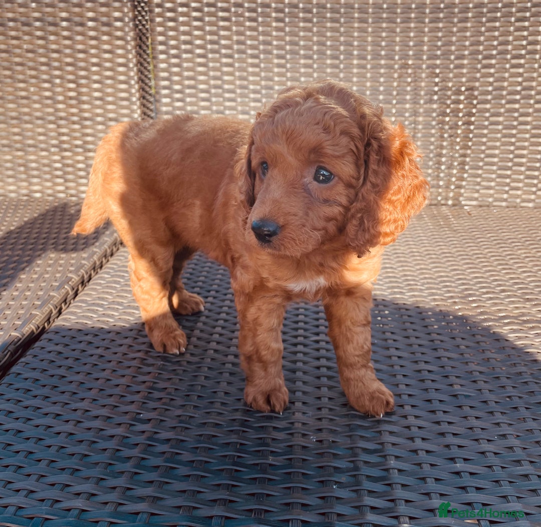 Mixed Breed dogs for sale: Out standing Labradoodle from a loving home  - Image 4
