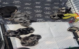 French Bulldog dogs for sale: French Bulldog puppies - Advert 7