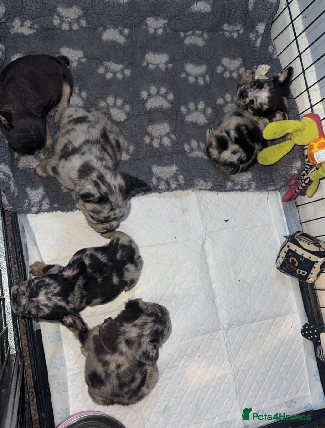 French Bulldog dogs for sale: French Bulldog puppies - Advert 7