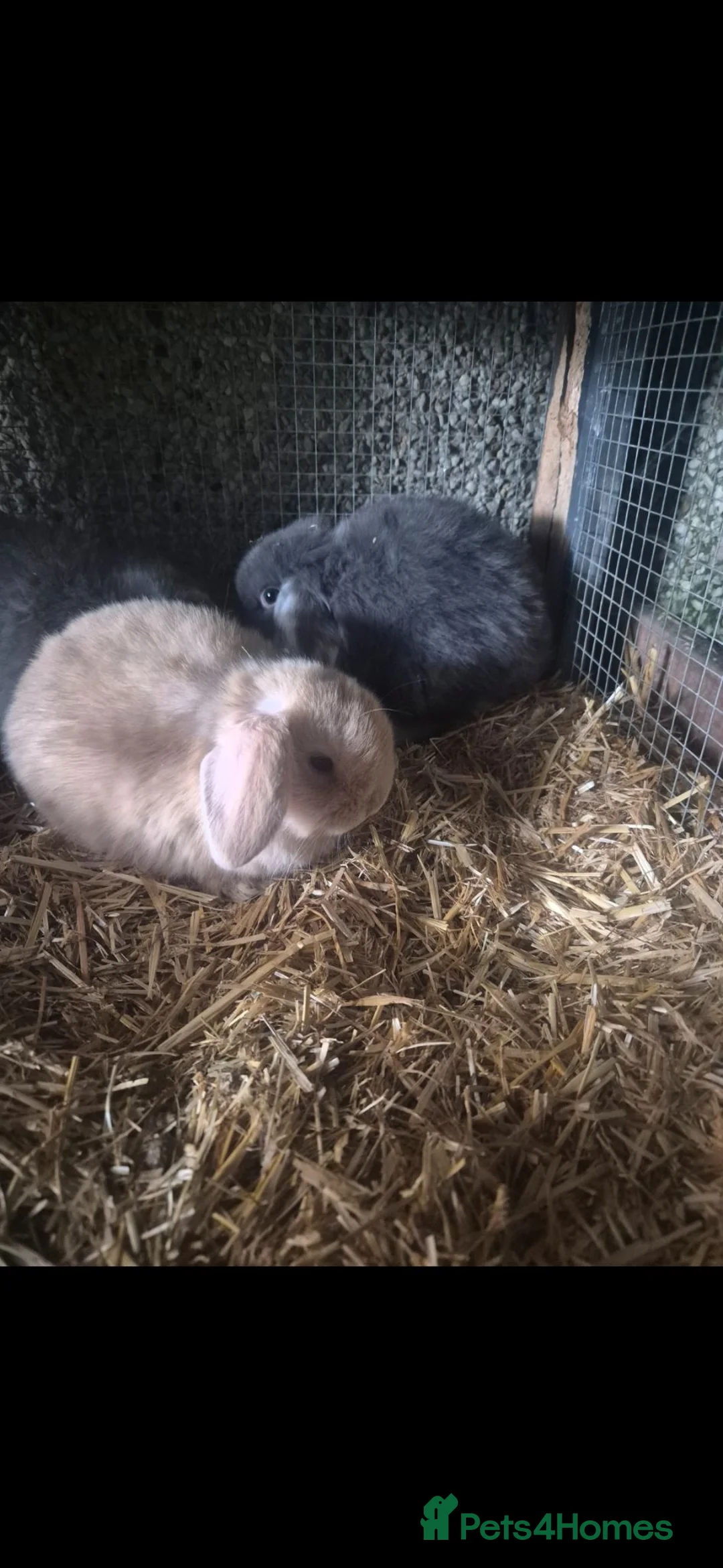 Mini Lop rabbits for sale: Mini lops - Advert 2