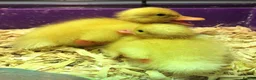 Ducks poultry for sale: Hatching Aylesbury & Pom Pom Runner Duck Eggs - Advert 6