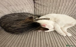 Mixed Breed cats for sale: Snowy and pip🩵💕 - Image 24