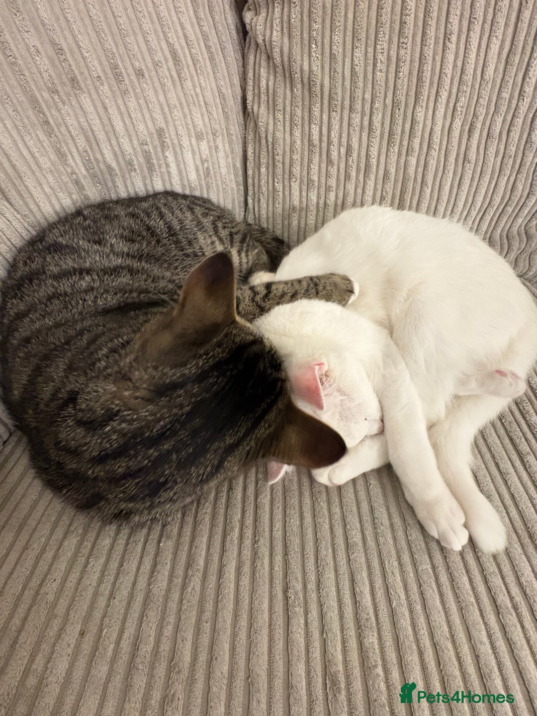 Mixed Breed cats for sale: Snowy and pip🩵💕 - Image 24