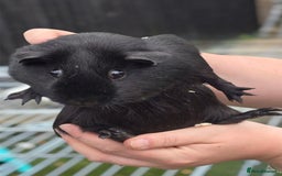 Guinea Pig rodents for sale: Chunky sows for sale  - Image 2