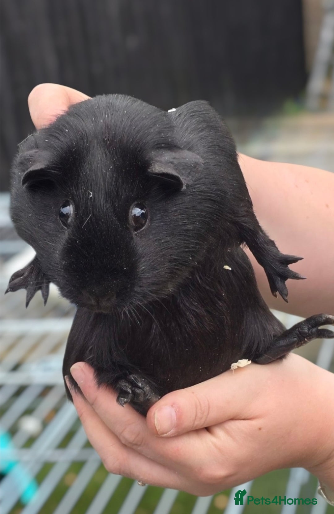 Guinea Pig rodents for sale: Chunky sows for sale  - Image 2