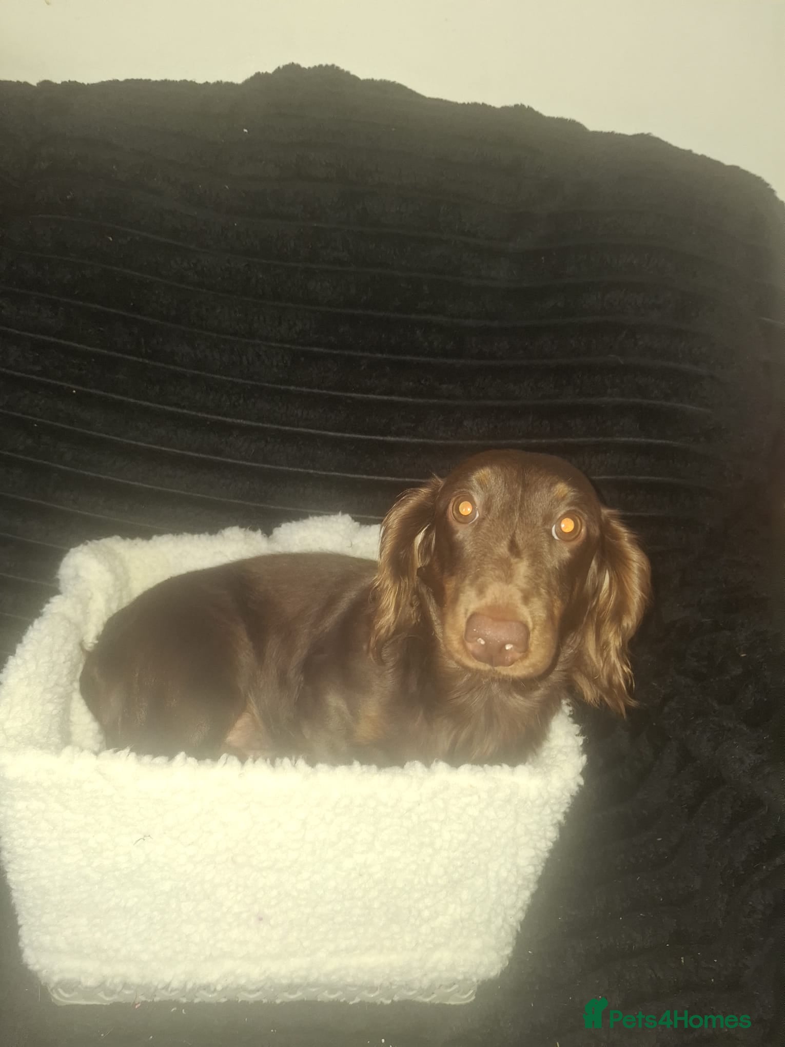 Dachshund dogs for sale: Dachshund puppys - Advert 12