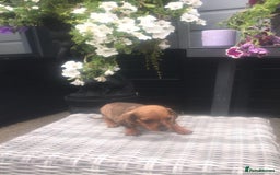 Dachshund dogs for sale: Ready now 5 miniature dashound    - Image 6