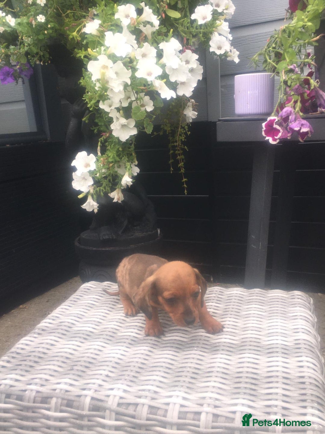 Dachshund dogs for sale: Ready now 5 miniature dashound    - Image 6
