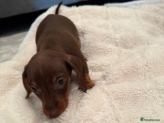 Miniature Dachshund dogs - Advert 3