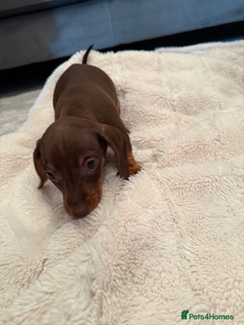 Miniature Dachshund dogs - Advert 1