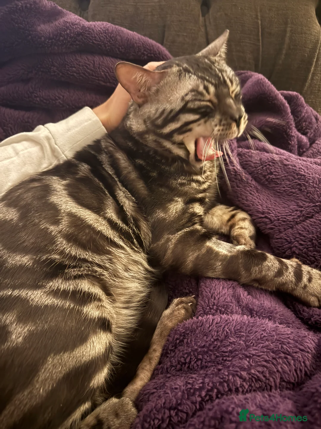 Bengal cats for sale: 2.5 year old charcoal Bengal Boy - Advert 3