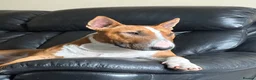 English Bull Terrier dogs for stud: Reggie  - Advert 9