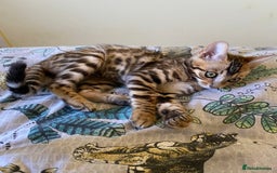 Bengal cats for sale: Beautiful 💜 Health tested TICA Bengal kittens  - Image 6