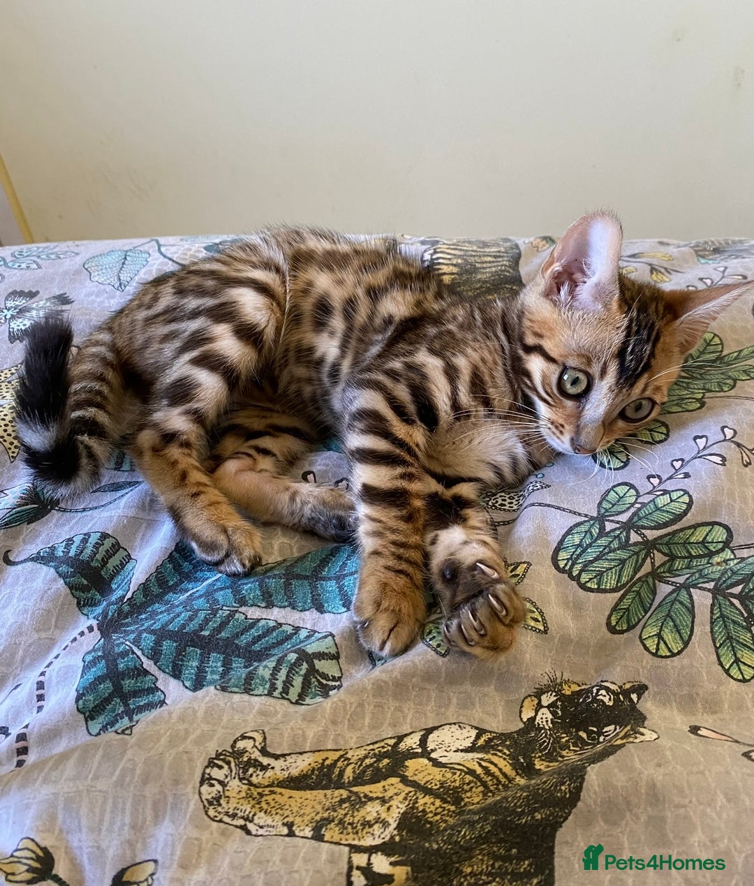 Bengal cats for sale: Beautiful 💜 Health tested TICA Bengal kittens  - Image 6