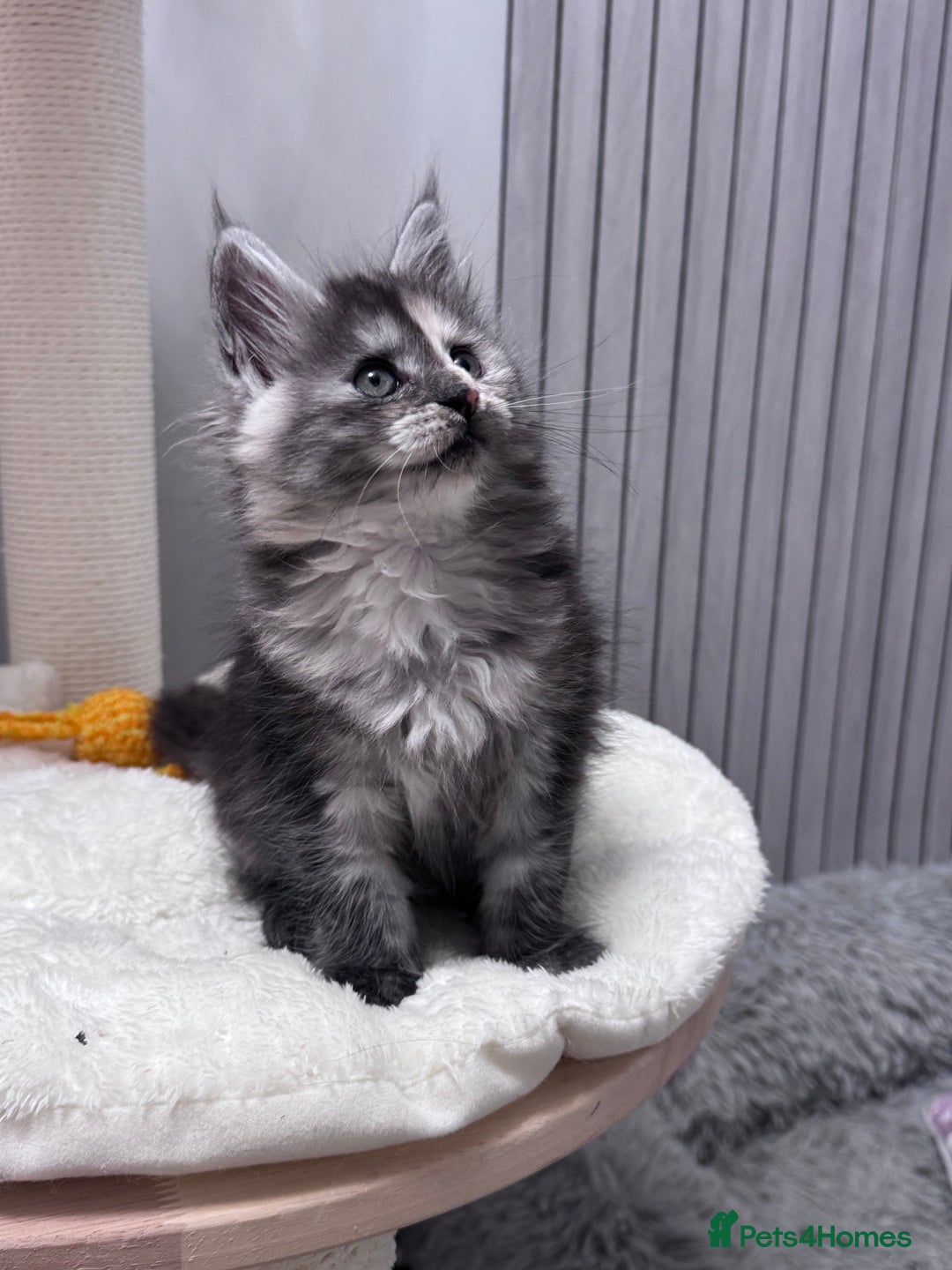 Maine Coon cats for sale: 🌟🌟Beautiful  Maine Coon kittens 🌟🌟🌟 - Advert 23