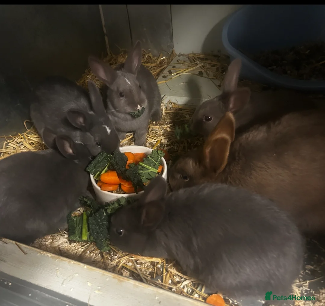 Rex rabbits for sale: Rex Rabbits x 5 - Advert 6