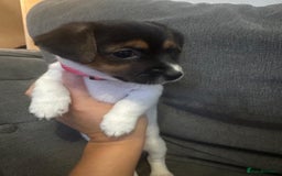 Jack Russell dogs for sale: Jack Russell litter of 7 - Advert 28