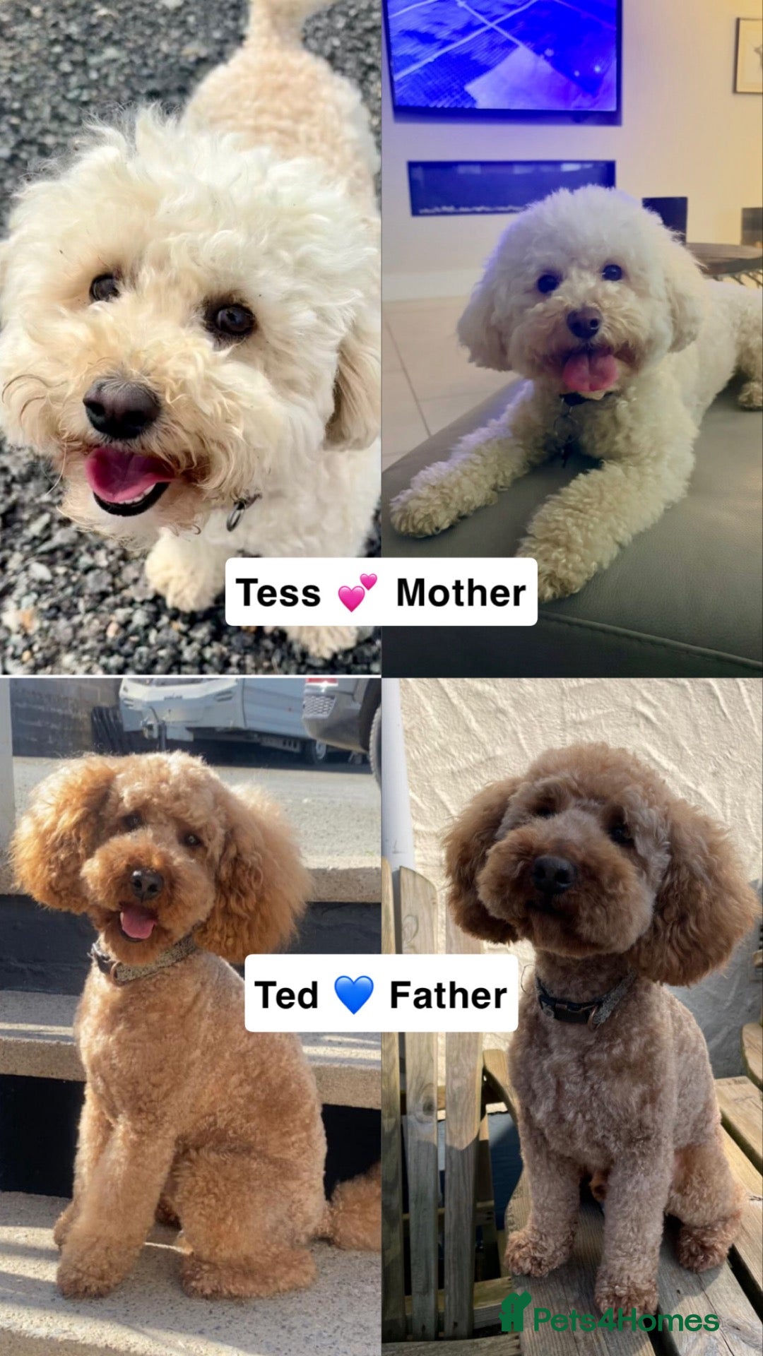 Poochon dogs 🐾 Beautiful Poochon Puppies – 4 Girls & 1 Boy 🐾 - Advert 2