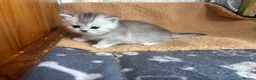 British Shorthair cats for sale: GCCF BSH silver tabby and silver chinchilla girls - Advert 14