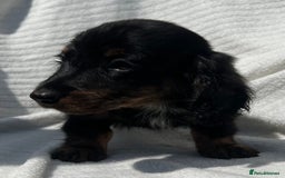 Miniature Dachshund dogs for sale: Beautiful long hair dachshund  in Stourport-on-Severn - Image 2