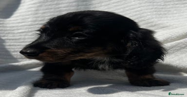 Miniature Dachshund dogs in Stourport-on-Severn - Advert 3