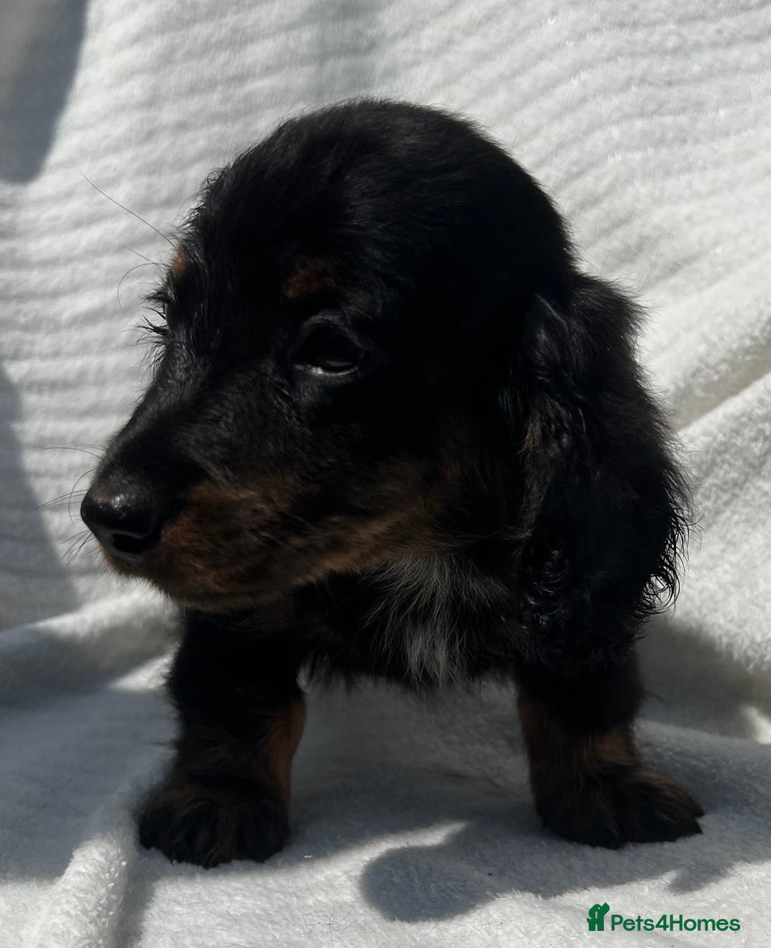 Miniature Dachshund dogs for sale: Beautiful long hair dachshund  in Stourport-on-Severn - Image 2