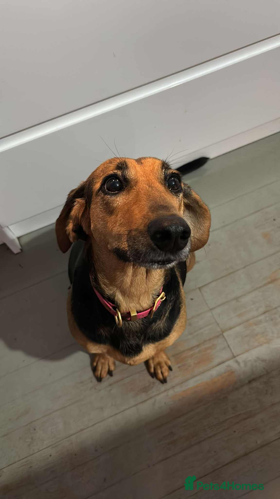 Mixed Breed dogs Bonnie is a beautiful 4.5 year old Jura - Advert 3