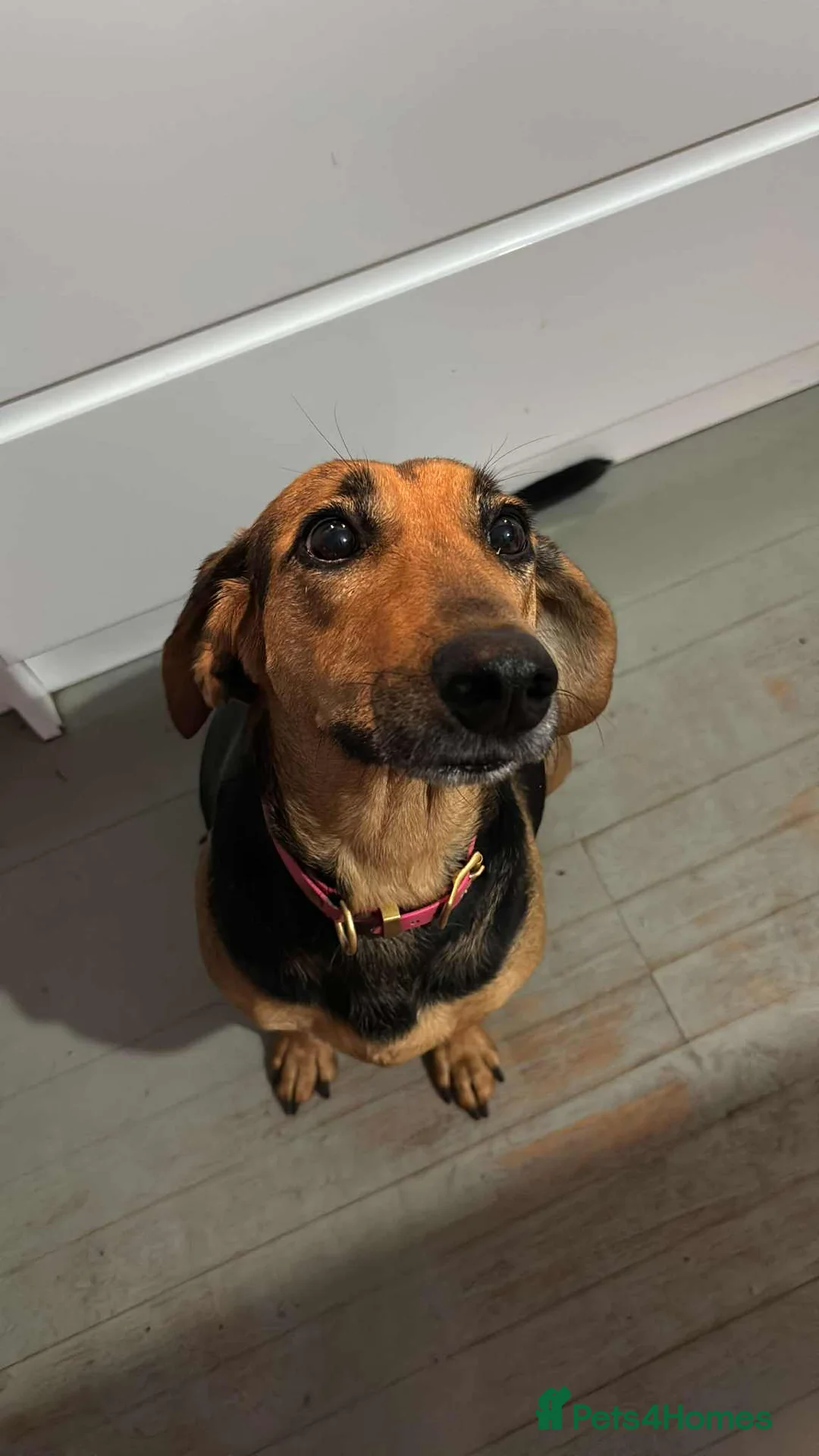 Mixed Breed dogs for adoption: Bonnie is a beautiful 4.5 year old Jura - Advert 1