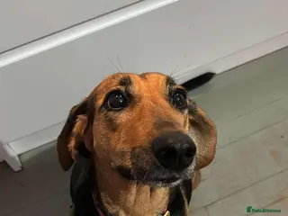 Mixed Breed dogs Bonnie is a beautiful 4.5 year old Jura - Advert 3