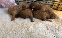 Cavapoochon dogs for sale: Cavapoochon puppies - Image 3