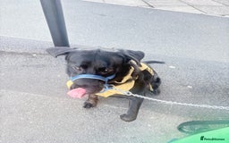 Mixed Breed dogs for sale: 10 month old labrador mix - Image 2