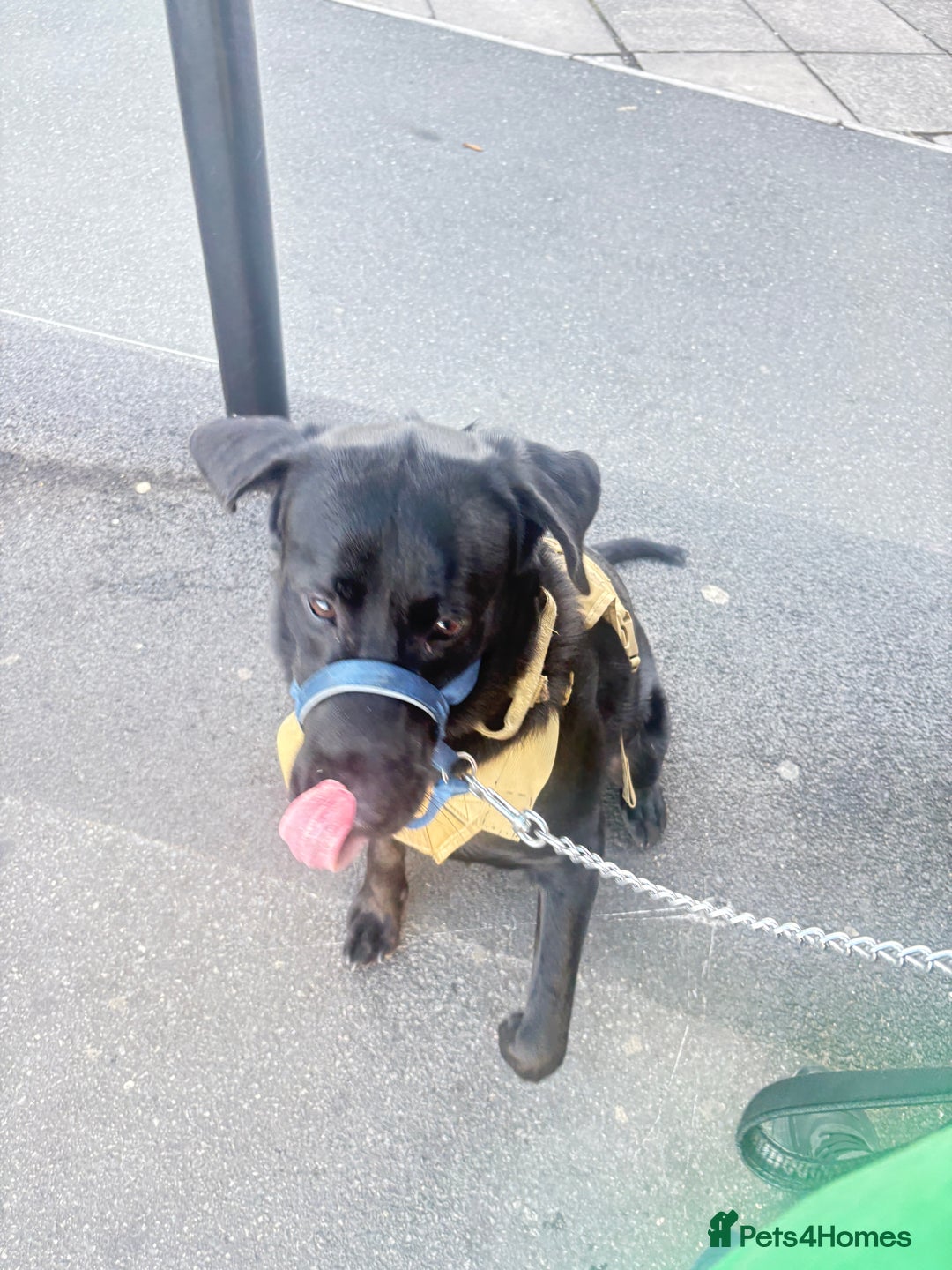 Mixed Breed dogs for sale: 10 month old labrador mix - Image 2