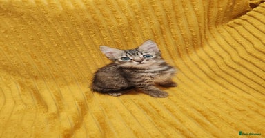 Mixed Breed cats - Advert 11
