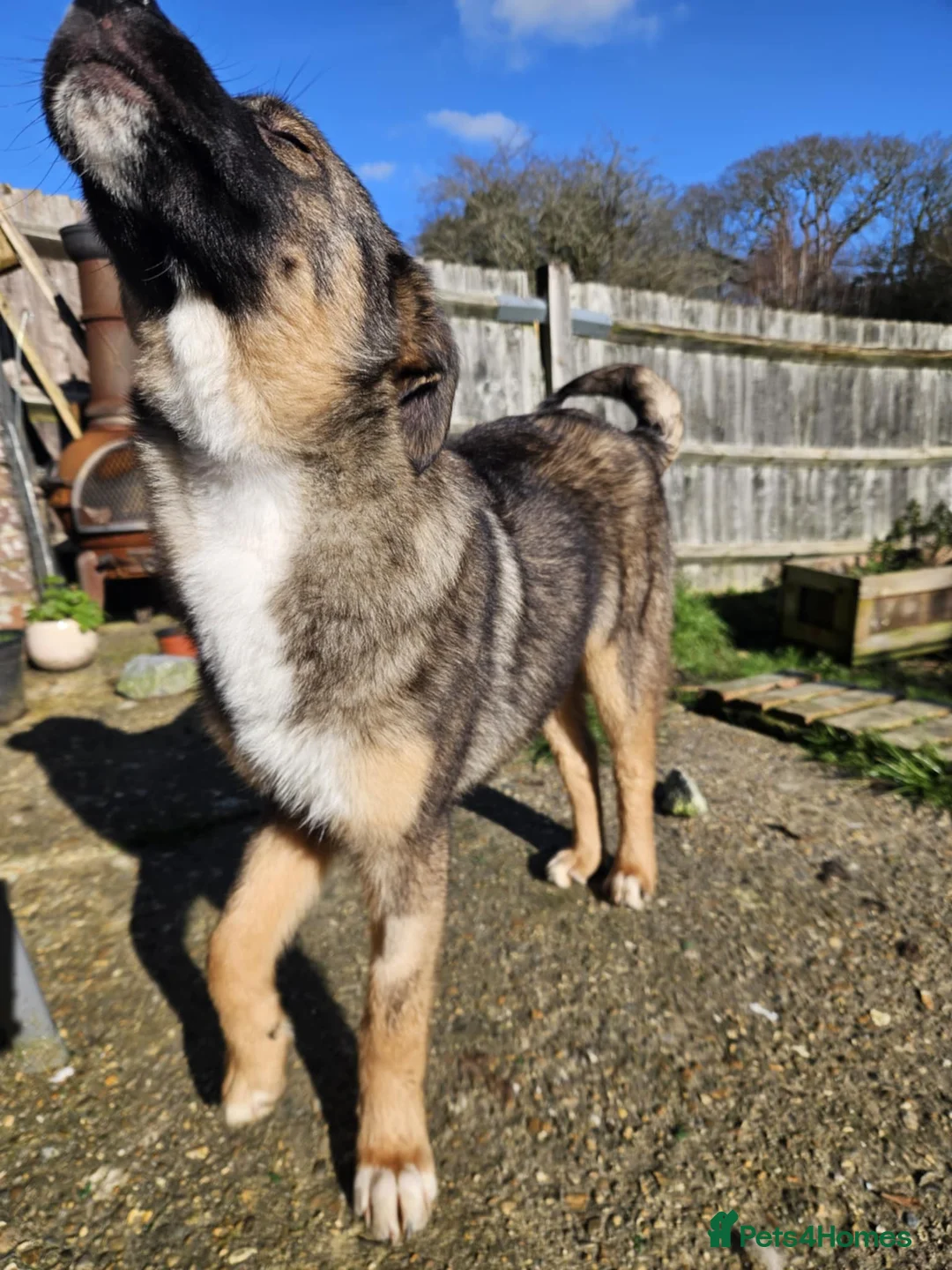 Mixed Breed dogs for adoption: Cute Colby for Adoption!  - Advert 12