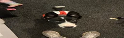Border Collie dogs for sale: Border collie  in Lancaster - Advert 1