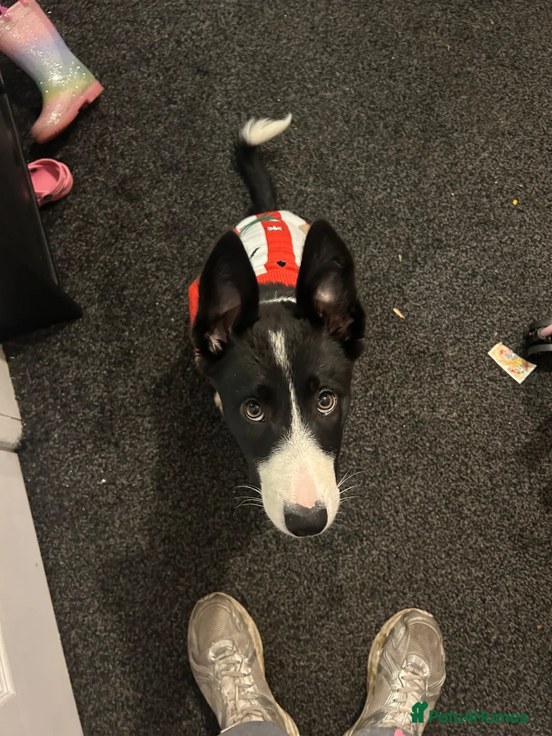 Border Collie dogs for sale: Border collie  in Lancaster - Advert 1