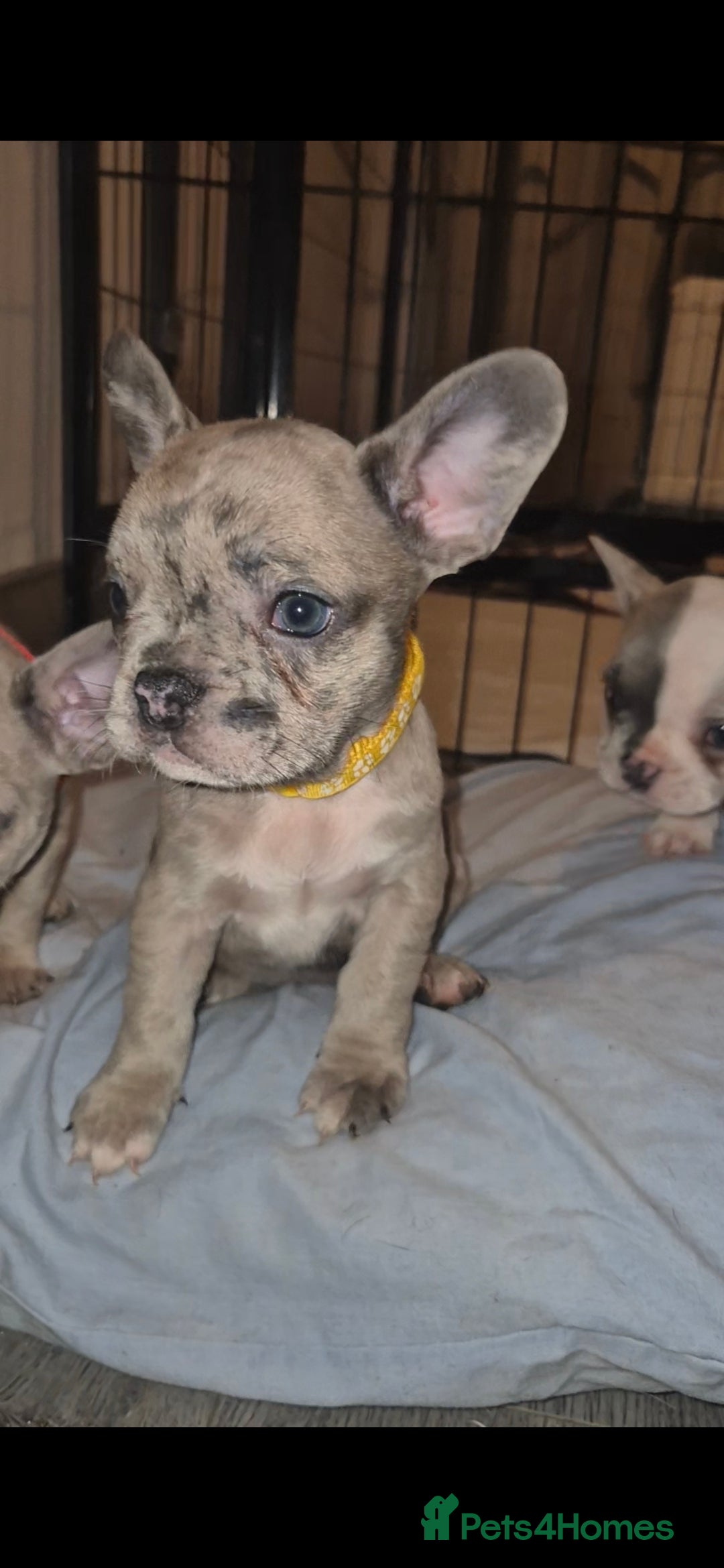 French Bulldog dogs for sale: 5 french bulldogs left!! Ready now! - Advert 29
