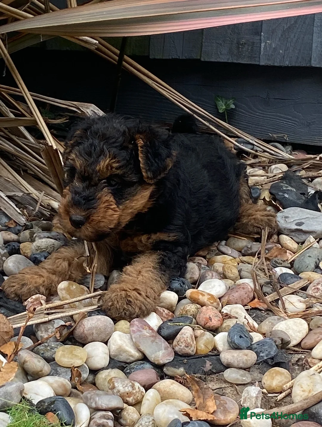 Welsh Terrier dogs for sale: PLL clear, Stunning KC reg Welsh Terrier Puppies - Advert 15