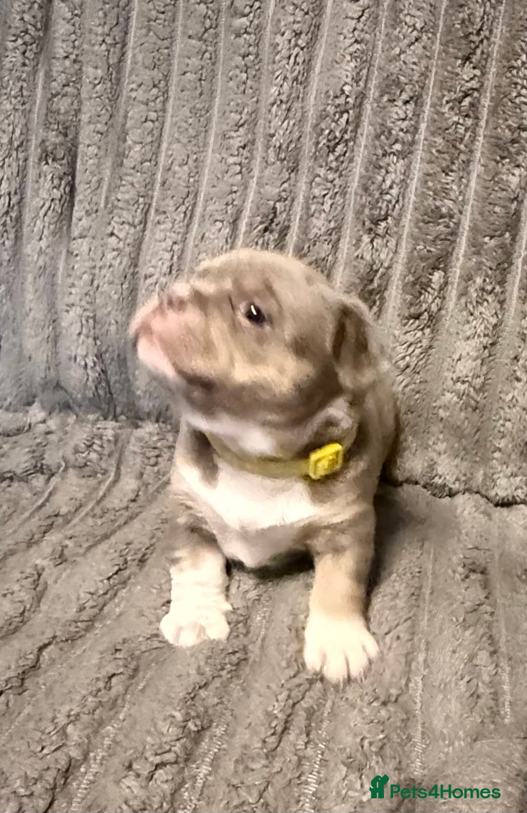 Mixed Breed dogs for sale: Frenchie cross puppy’s (80% frenchie) - Advert 14