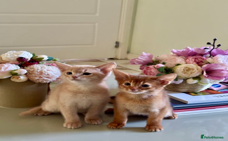 Abyssinian cats Pure pedigree Tica registered Abyssinian kittens  - Advert 3