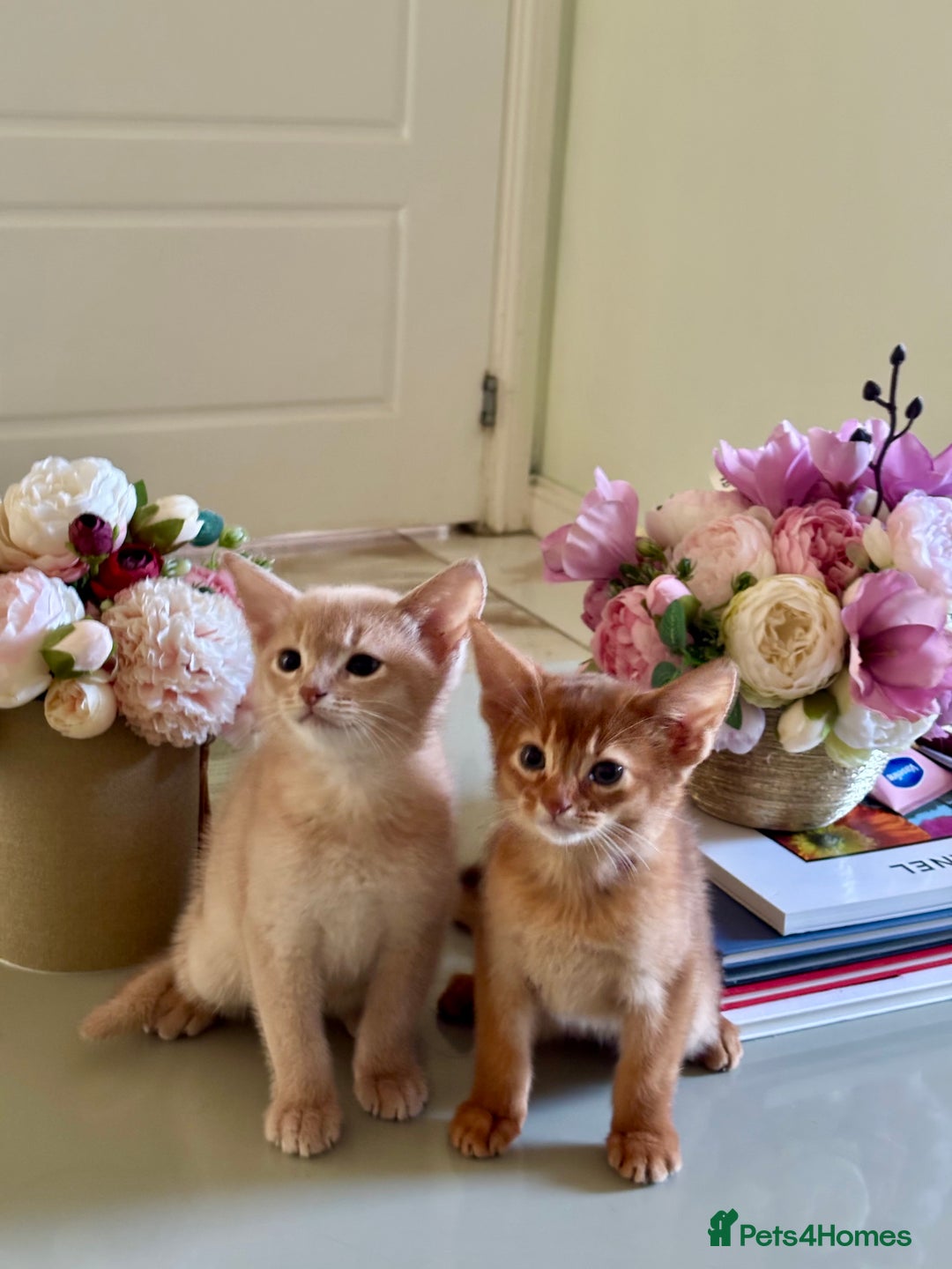Abyssinian cats for sale: Pure pedigree Tica registered Abyssinian kittens  - Advert 12