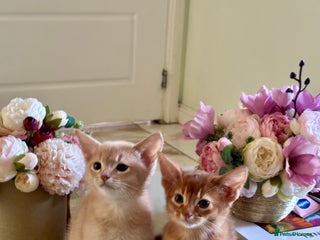 Abyssinian cats Pure pedigree Tica registered Abyssinian kittens - Advert 1